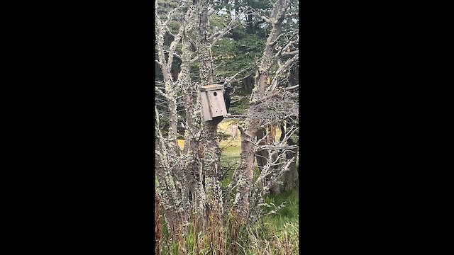 Дятел-кардинал магеланський - ML646631506