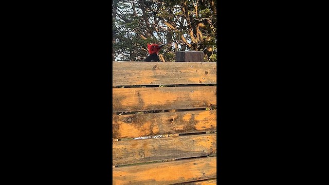 Дятел-кардинал магеланський - ML646631507