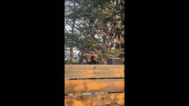 Дятел-кардинал магеланський - ML646631508