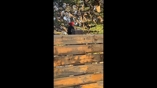 Дятел-кардинал магеланський - ML646631509