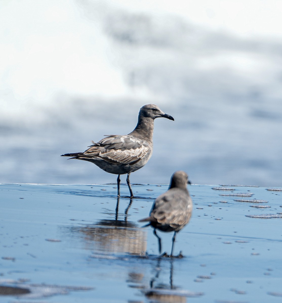 Gray Gull - ML646631510