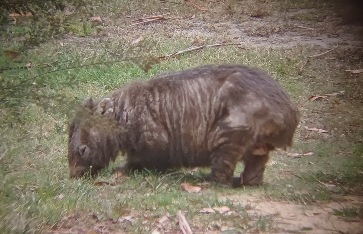 Bare-nosed Wombat - ML646631511