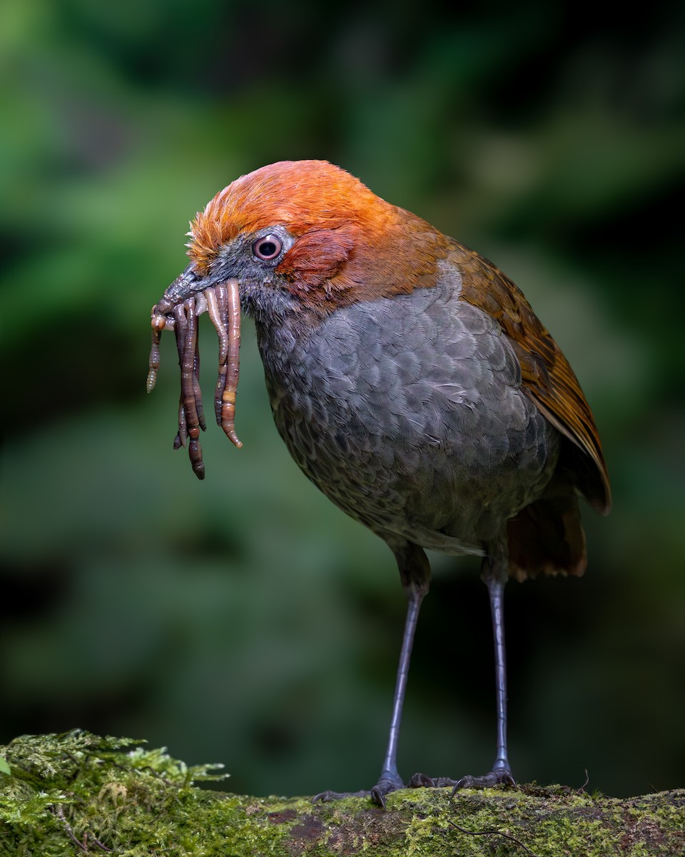 Chestnut-naped Antpitta - ML646631512