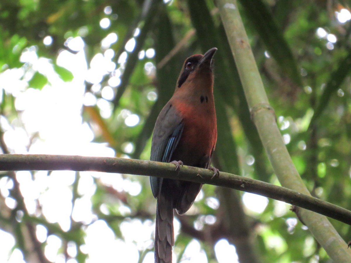 Rufous-capped Motmot - ML646631513