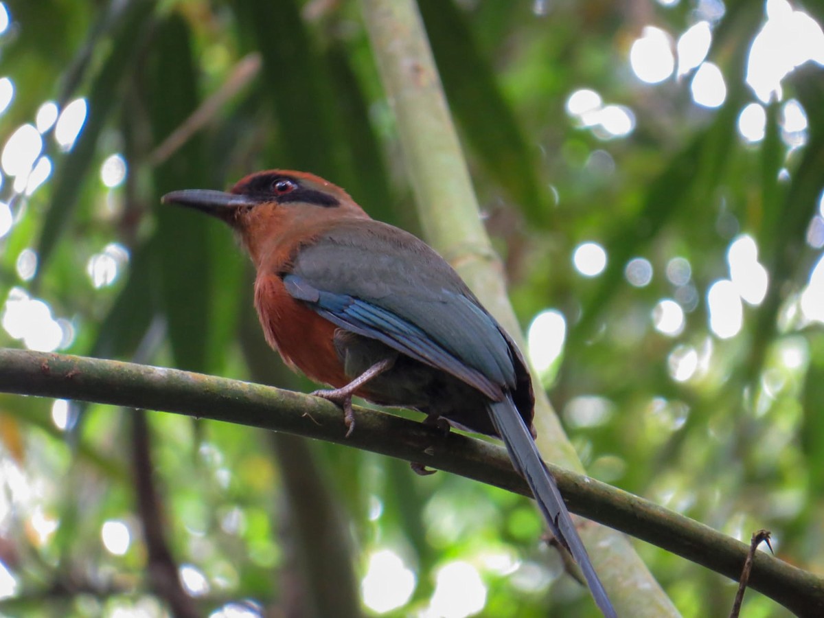 Rufous-capped Motmot - ML646631514
