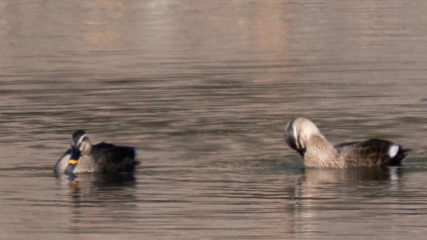 花嘴鴨 - ML646631515