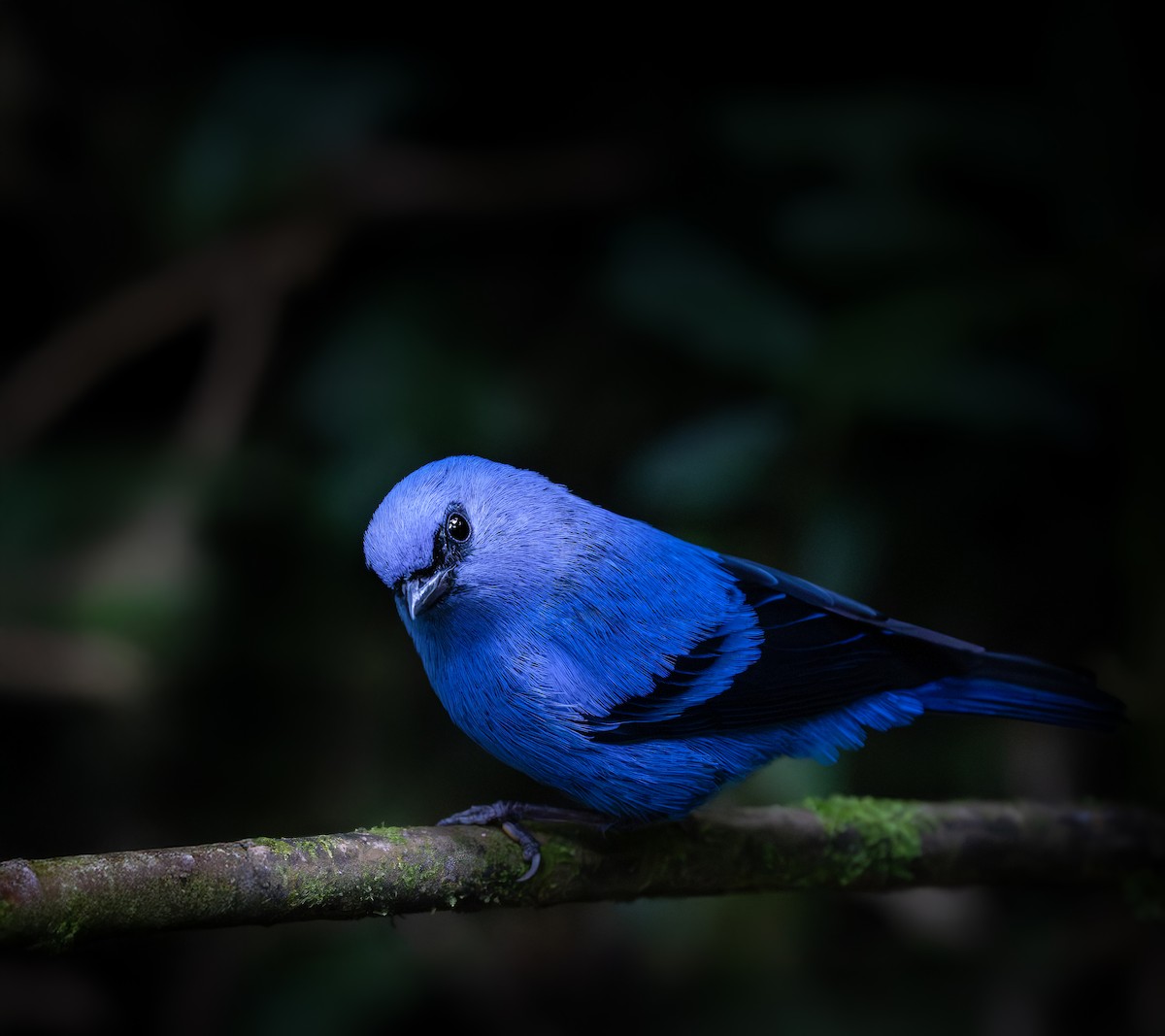 Blue-and-black Tanager - ML646631516