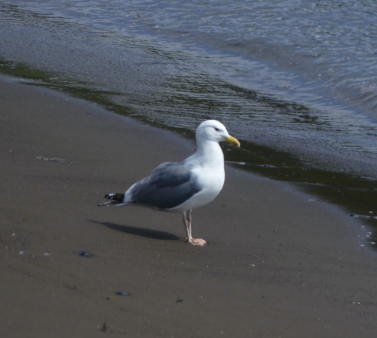 Lesser Black-backed Gull (taimyrensis) - ML646631517