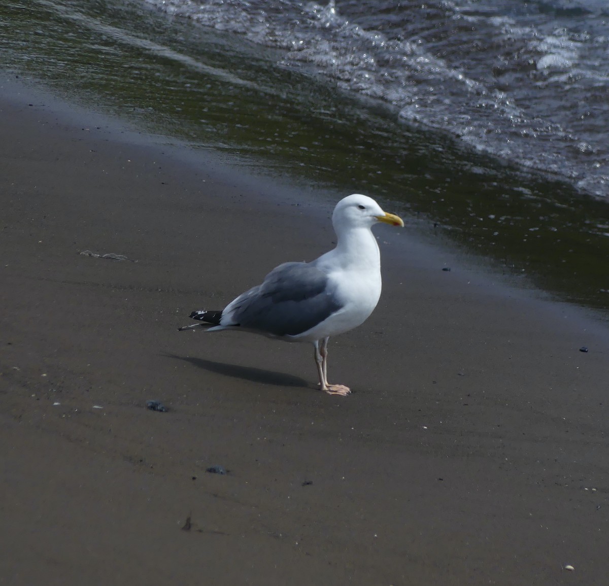 Lesser Black-backed Gull (taimyrensis) - ML646631518