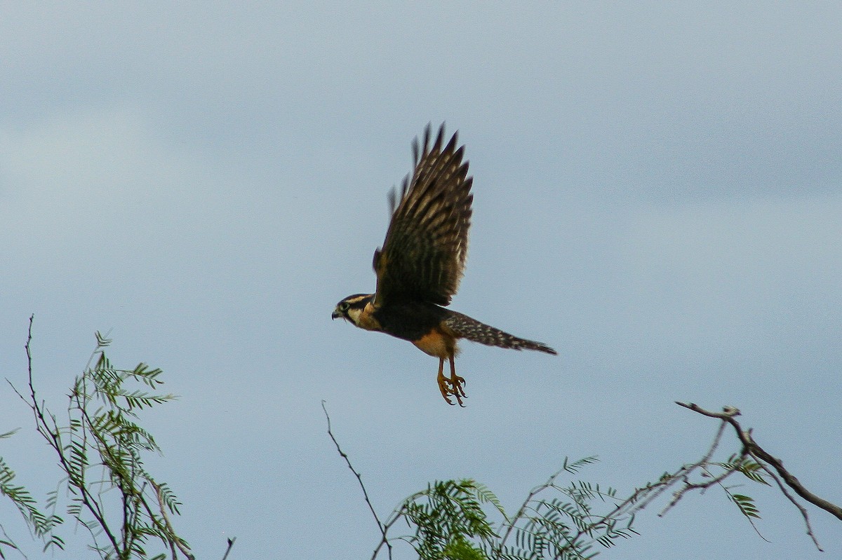 Aplomado Falcon - ML646631519