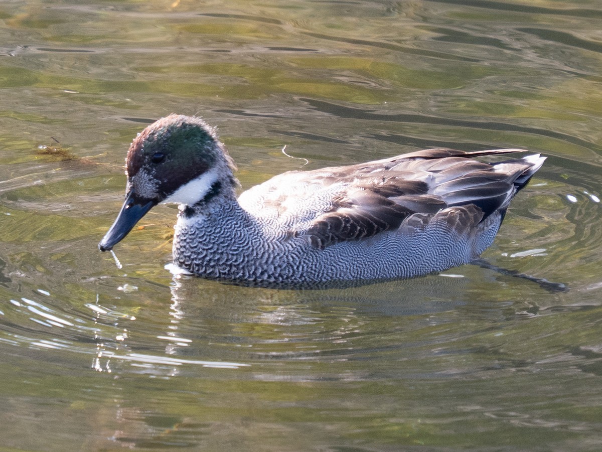 羅文鴨 - ML646631520