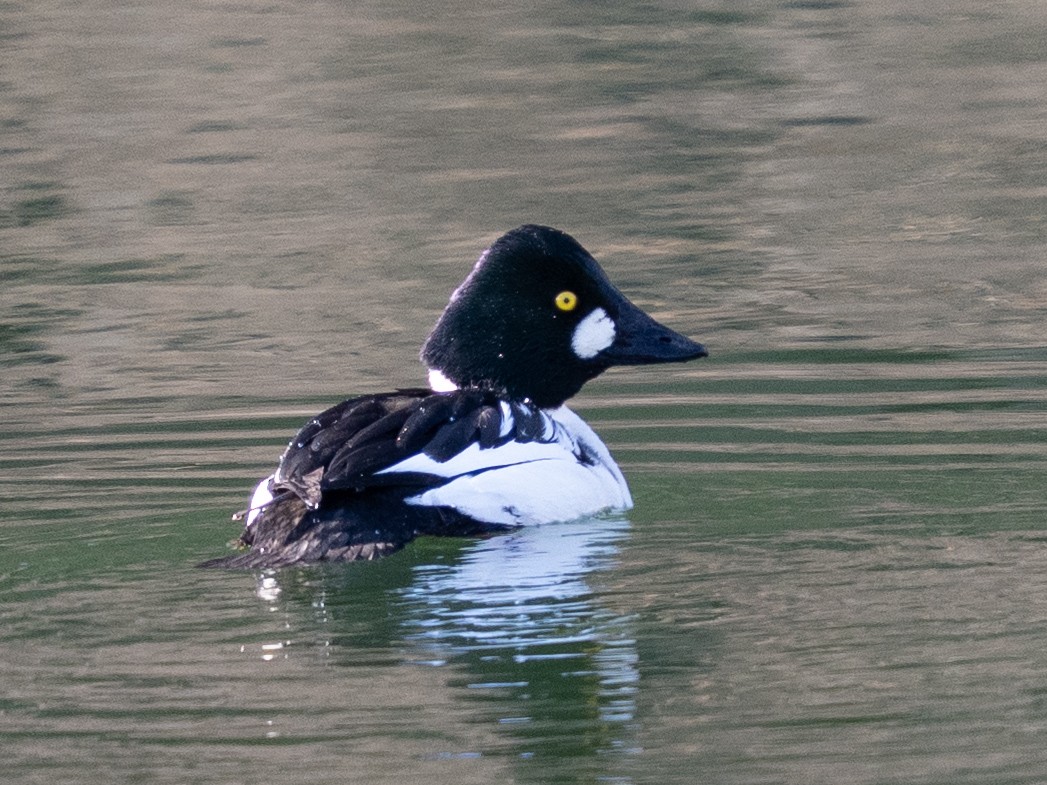 鵲鴨 - ML646631523