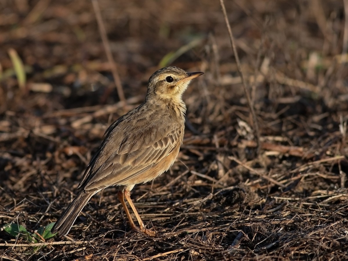 ヒメマミジロタヒバリ - ML646631524