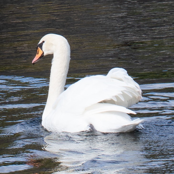 疣鼻天鵝 - ML646631527