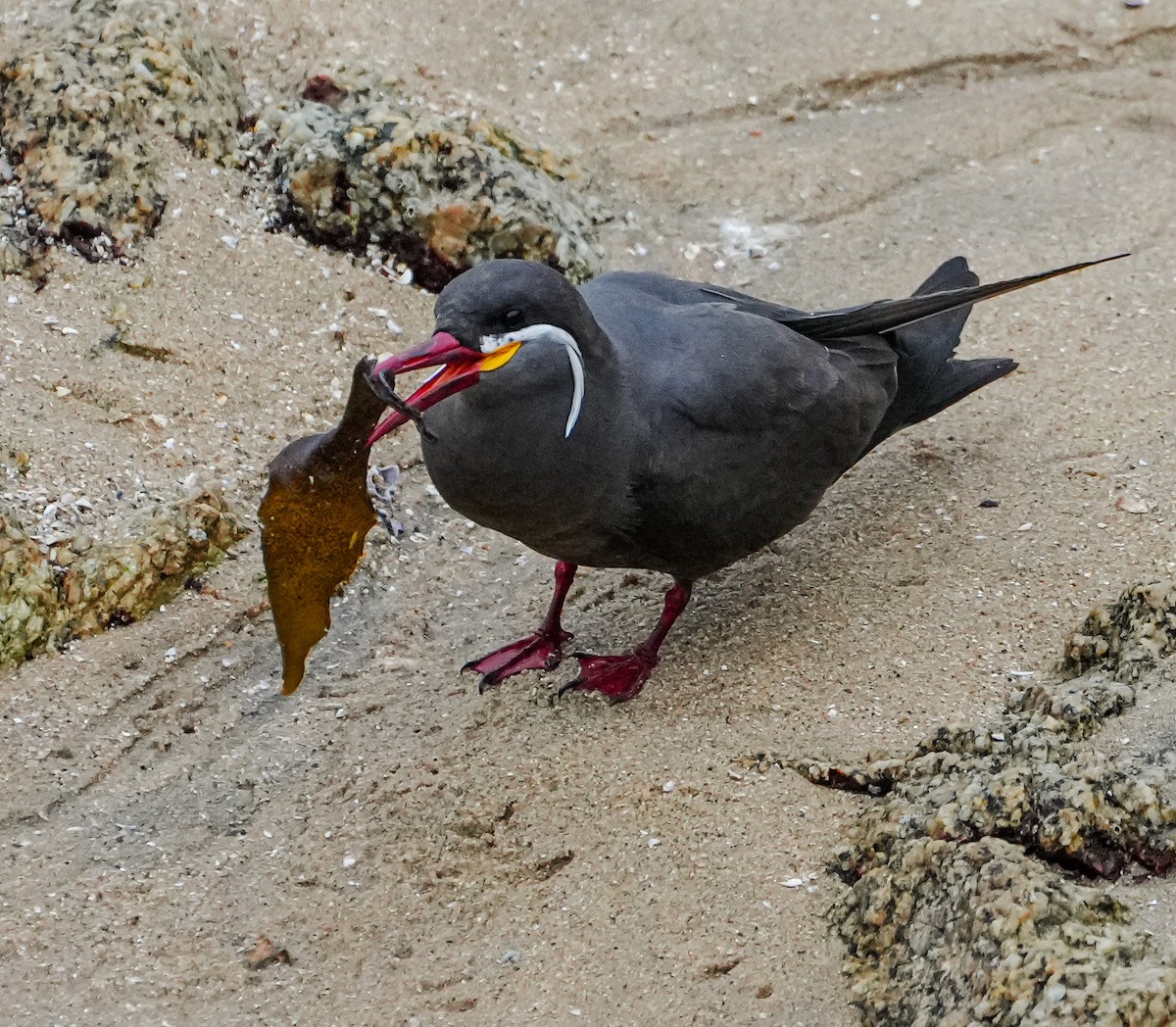 Inca Tern - ML646631529
