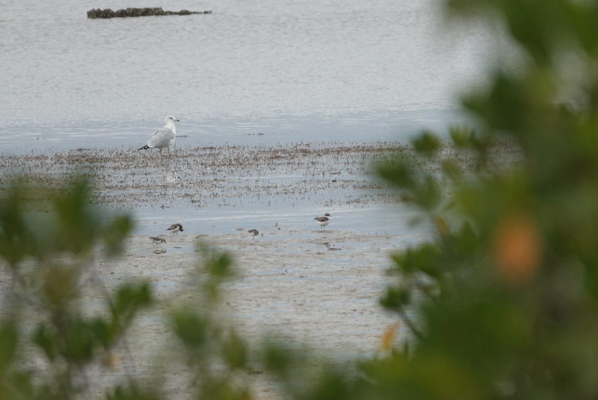 Semipalmated Plover - ML646631531