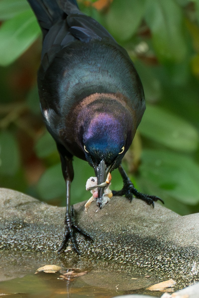 Common Grackle (Florida/Purple) - ML646631534