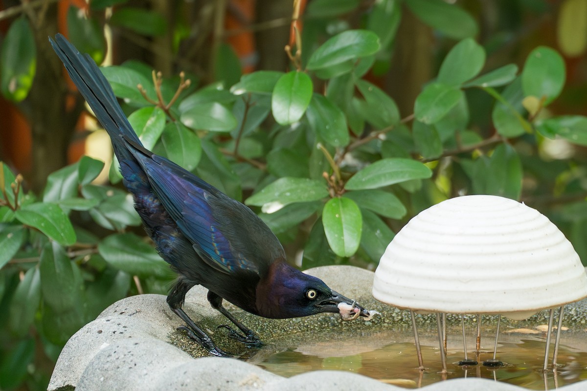 Common Grackle (Florida/Purple) - ML646631535