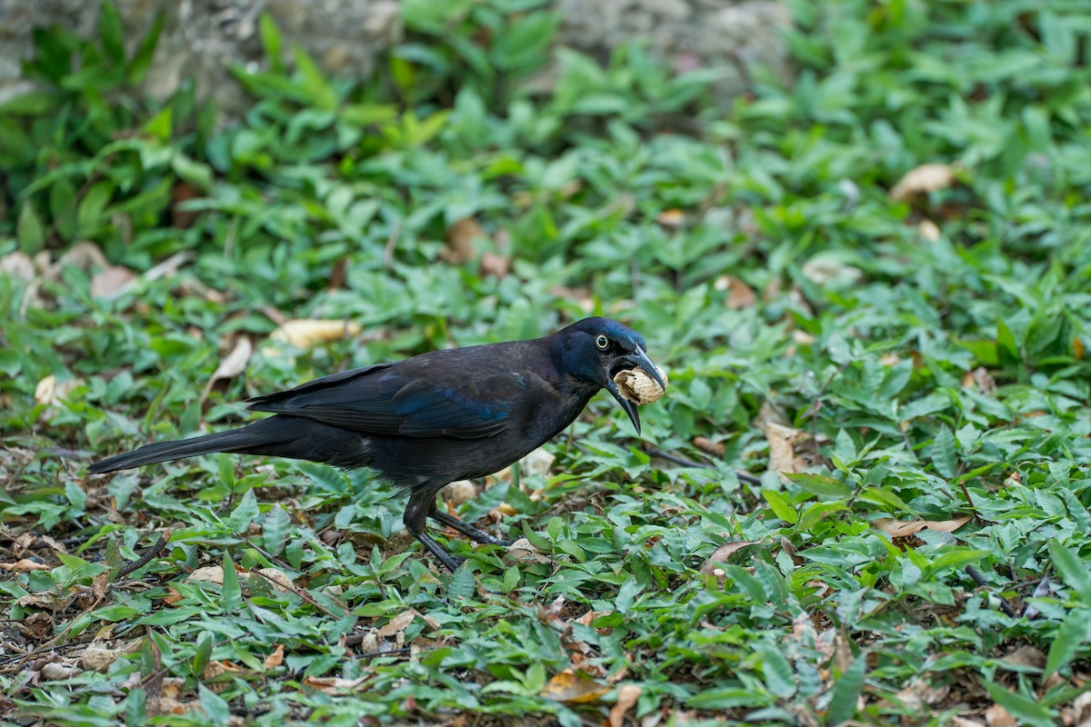 Common Grackle (Florida/Purple) - ML646631536