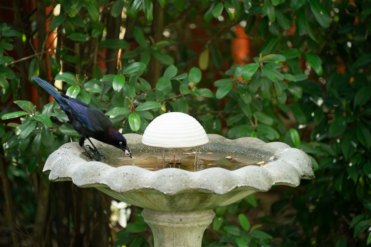 Common Grackle (Florida/Purple) - ML646631537