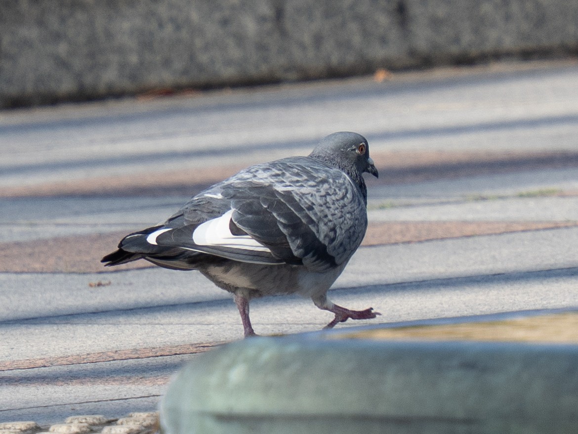 野鴿(野化) - ML646631538