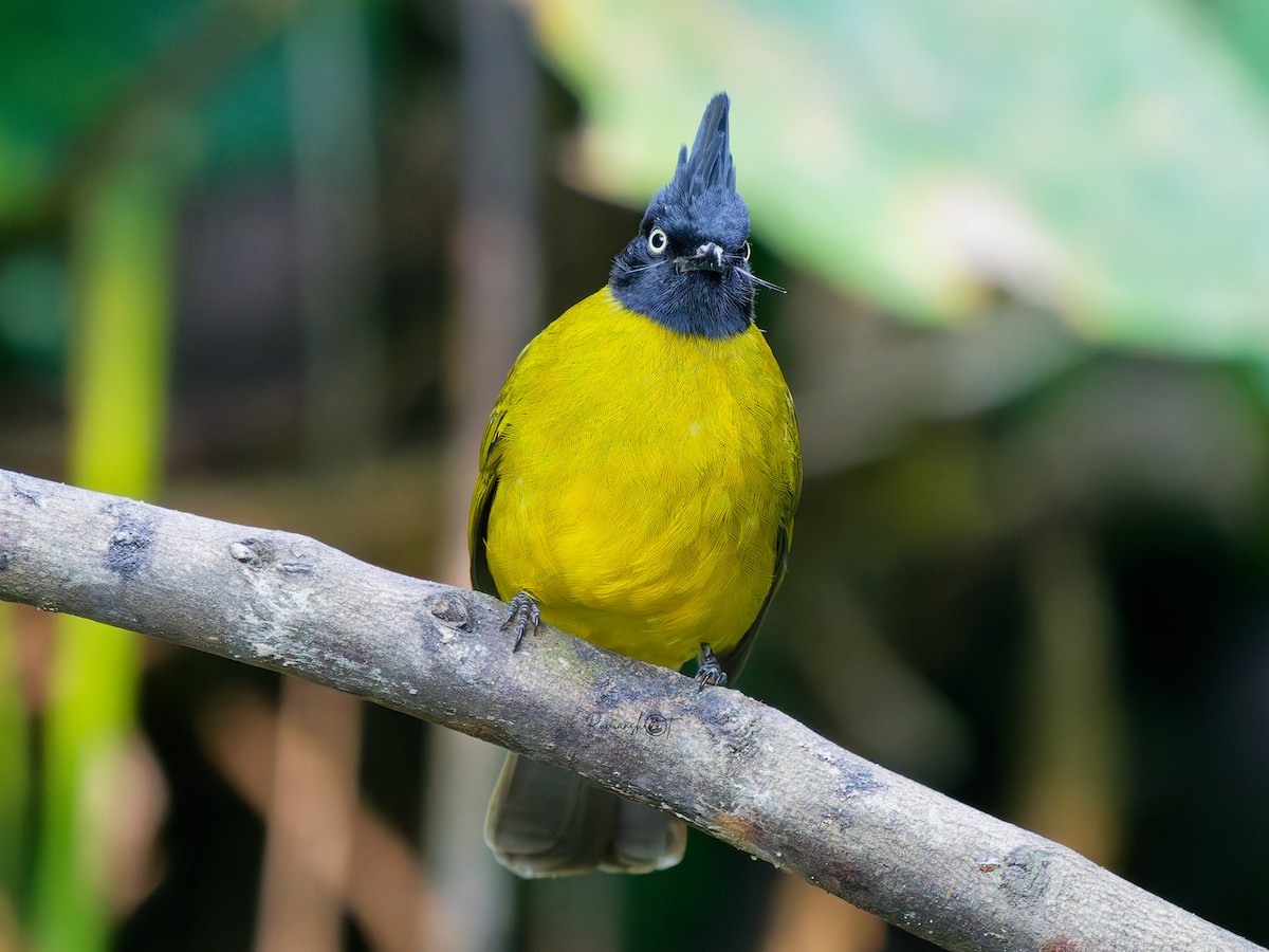 Black-crested Bulbul - ML646631539