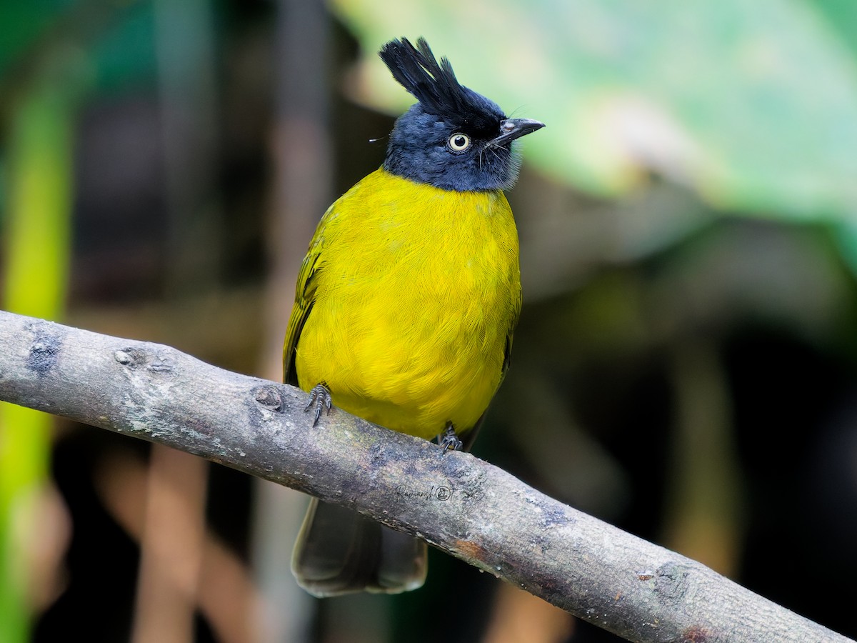 Black-crested Bulbul - ML646631540