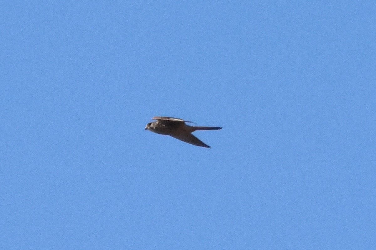 紅隼 - ML646631542