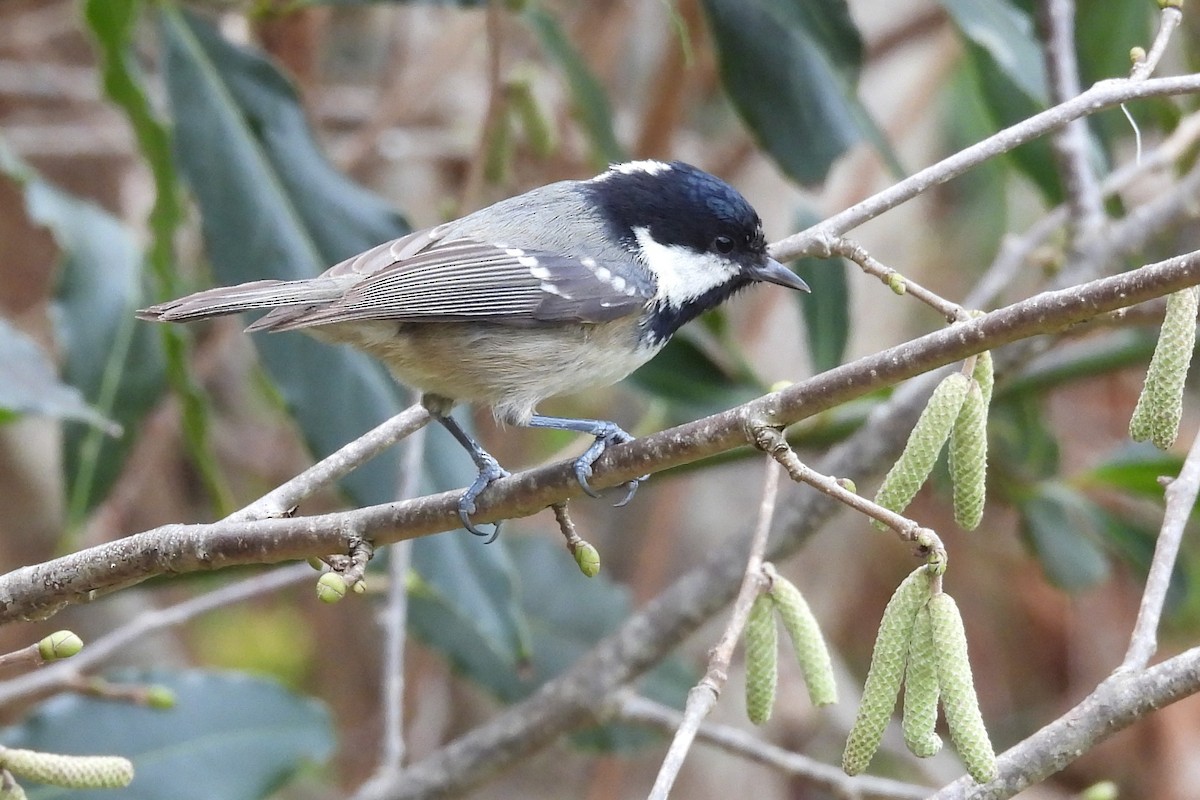 ヒガラ - ML646631543