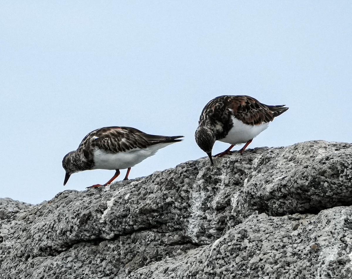 Ruddy Turnstone - ML646631544