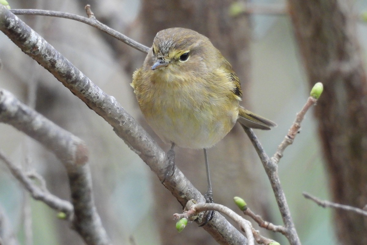 チフチャフ - ML646631547