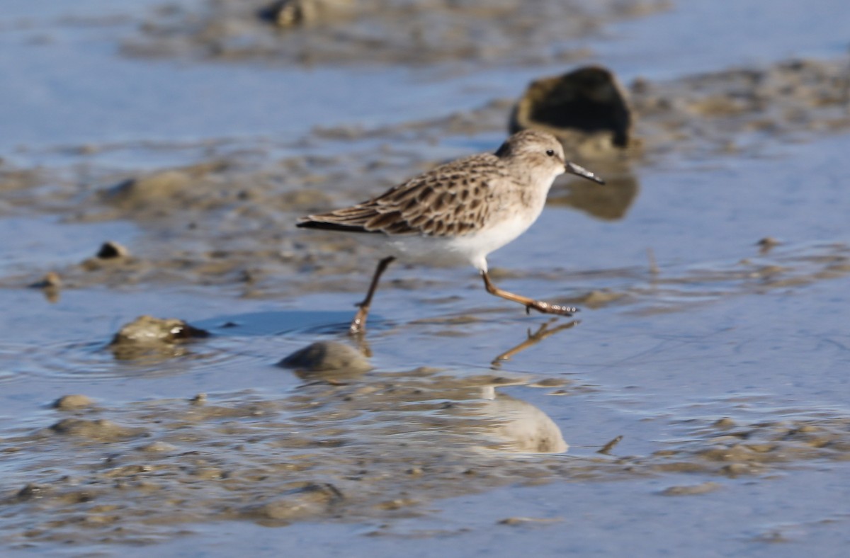 Least Sandpiper - ML646631548
