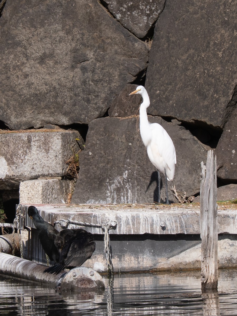 大白鷺 - ML646631549