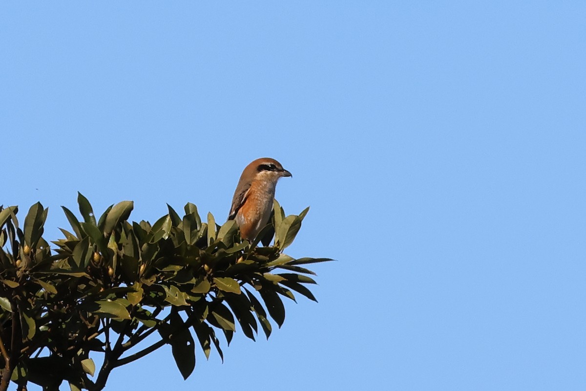 紅頭伯勞 - ML646631552