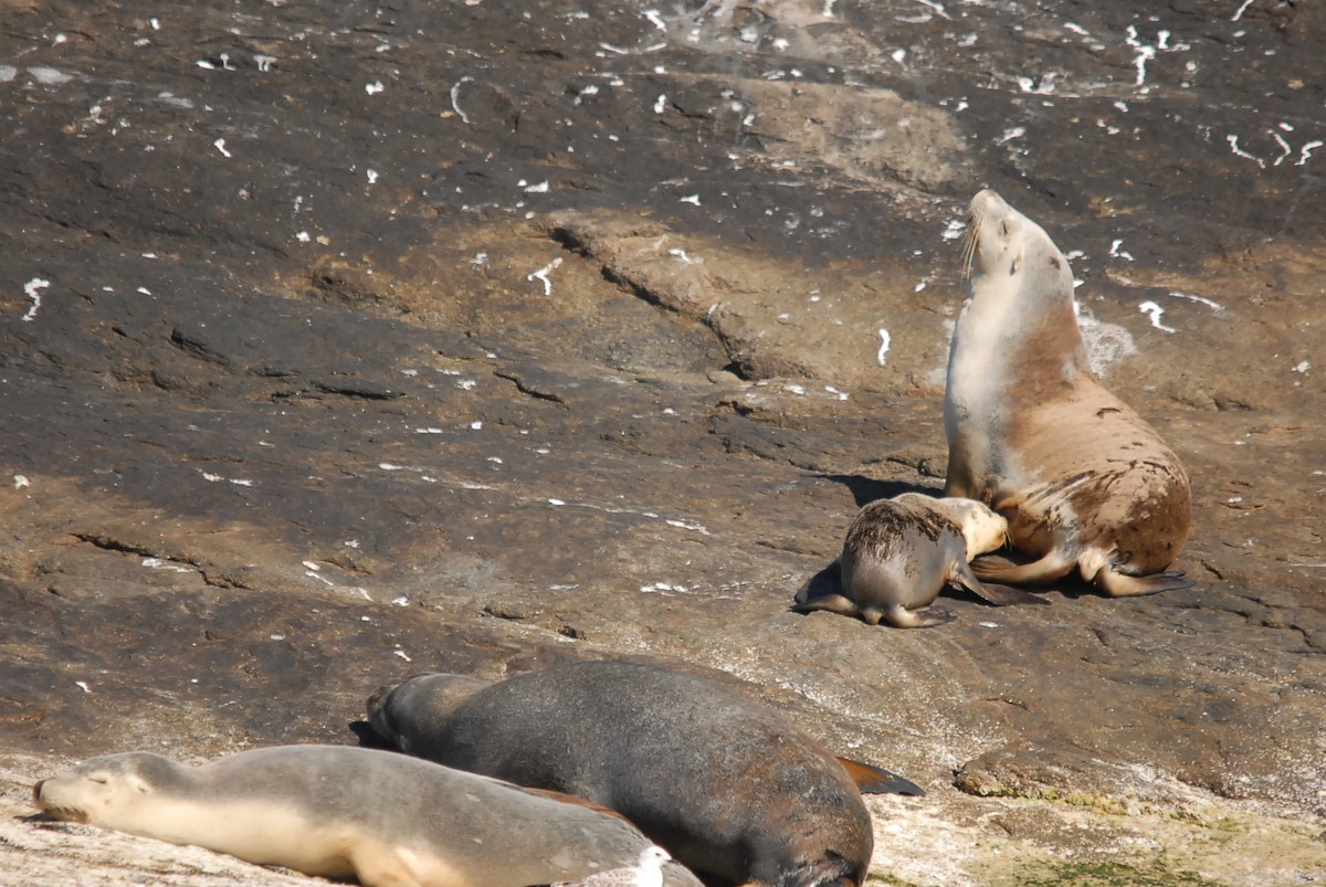 Australian Fur Seal - ML646631553