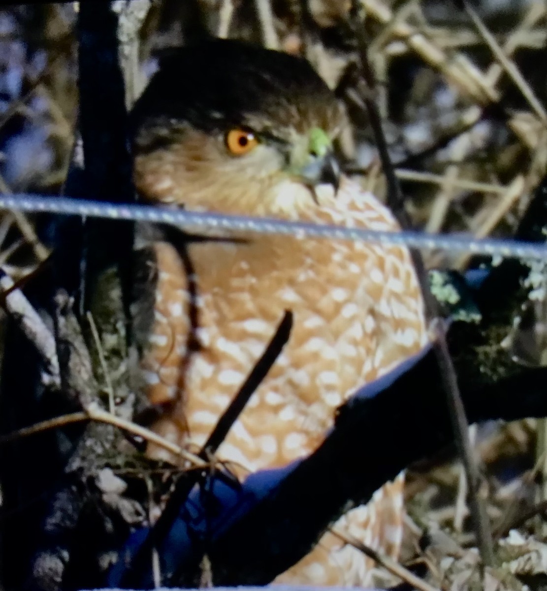 クーパーハイタカ - ML646631583