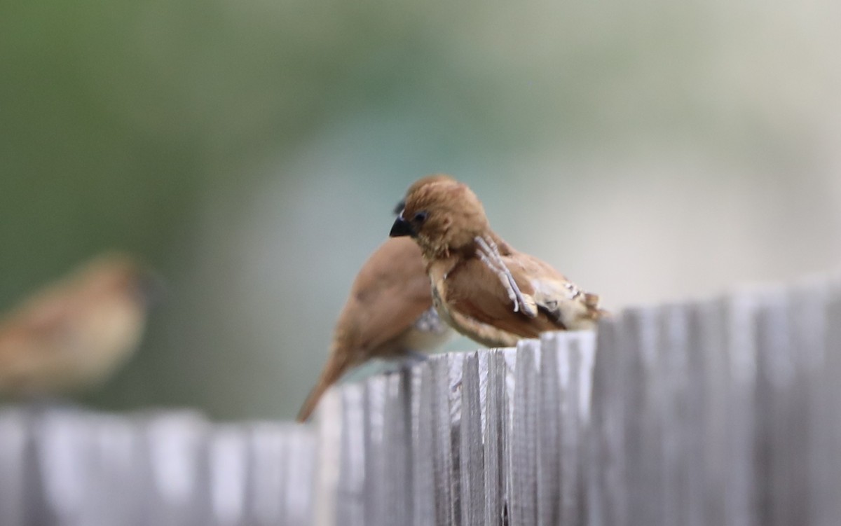 Scaly-breasted Munia - ML646631589