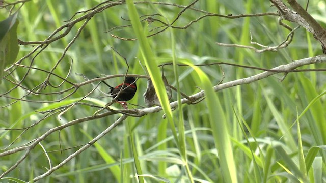 Малюр червоноспинний - ML646631594