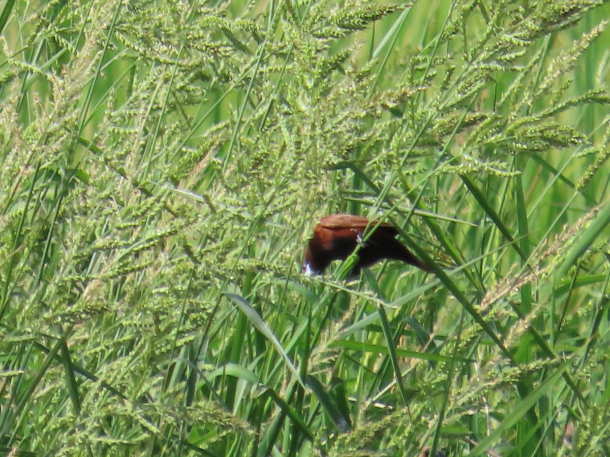 Capucin à tête noire - ML646631603