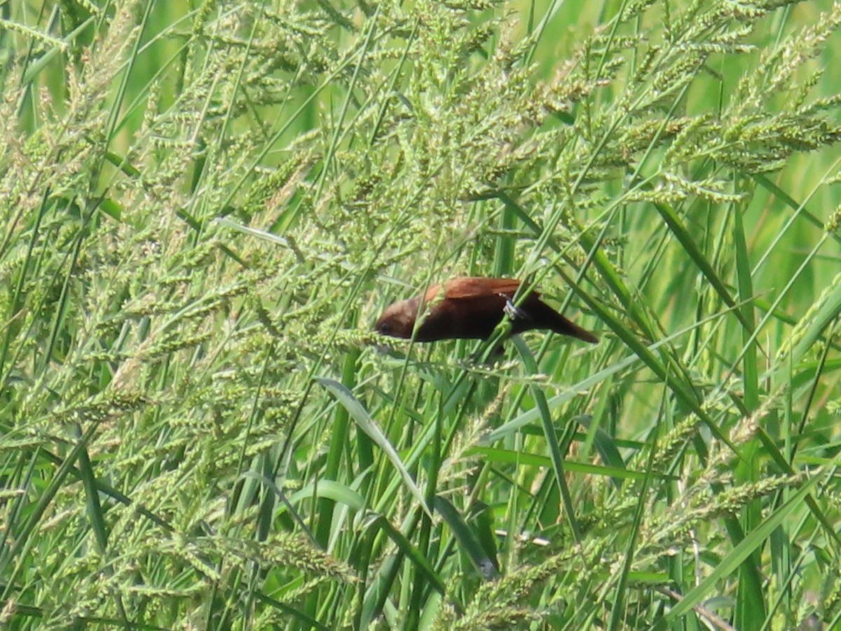 Capucin à tête noire - ML646631604