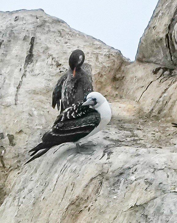 Peruvian Booby - ML646631606