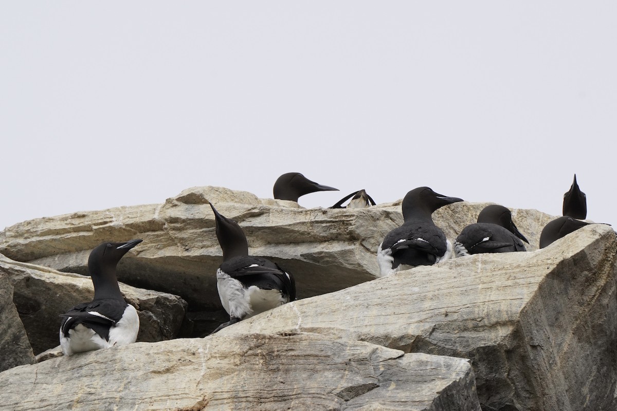 Толстоклювая кайра - ML646631610