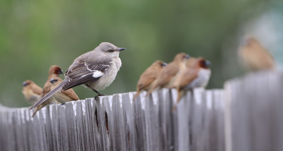 Scaly-breasted Munia - ML646631614