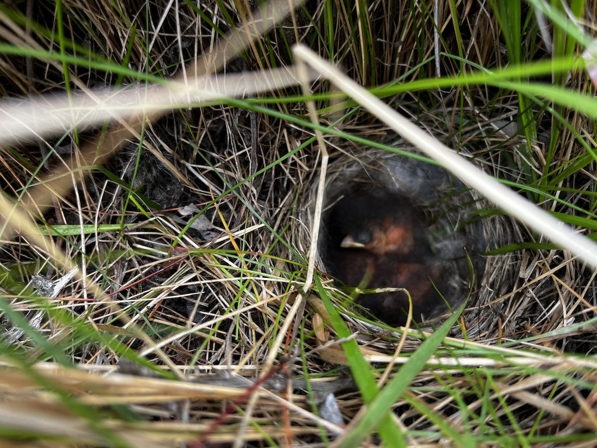 アカエリシトド（australis） - ML646631630