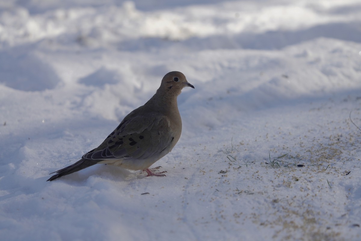 Mourning Dove - ML646631631