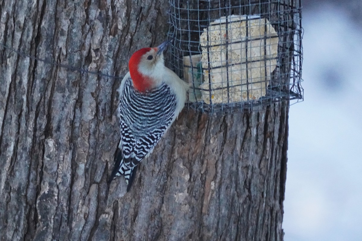 Red-bellied Woodpecker - ML646631634