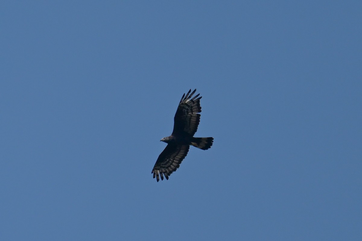 Schopfwespenbussard - ML646631635