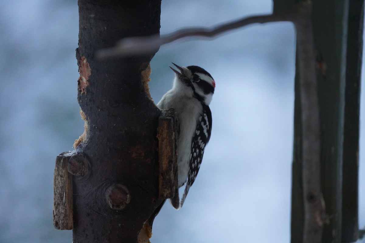 Downy Woodpecker - ML646631636