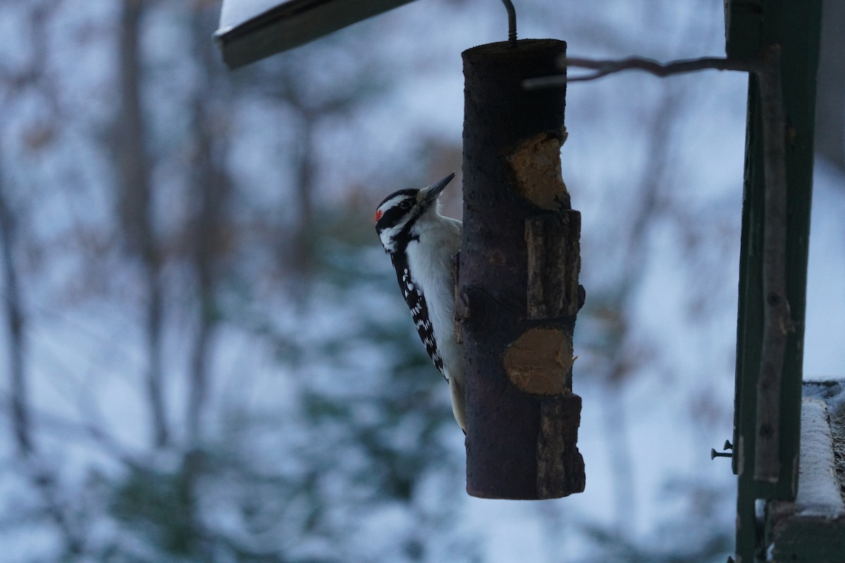 Hairy Woodpecker - ML646631637