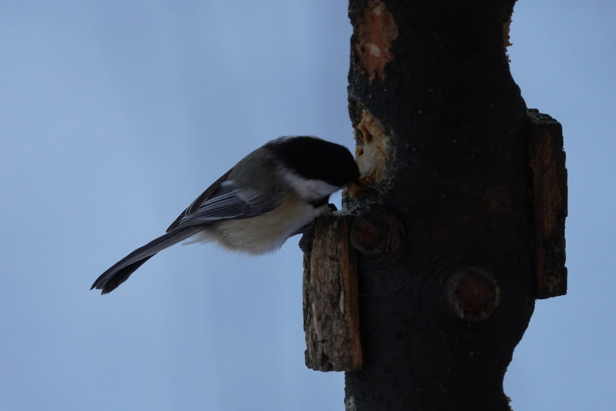 Black-capped Chickadee - ML646631645